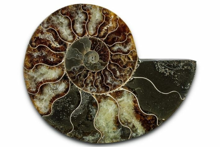 Cut & Polished Ammonite Fossil (Half) - Madagascar #349062